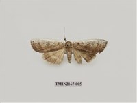 藏品(兩色波紋蛾)的圖片